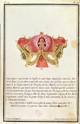 Schemat przekroju macicy, z książki Madame Angelique Le Boursier du Coudray (1714-94) wygrawerowany przez J. Roberta, 1783